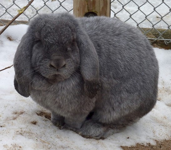 Meissner Lop Rabbits