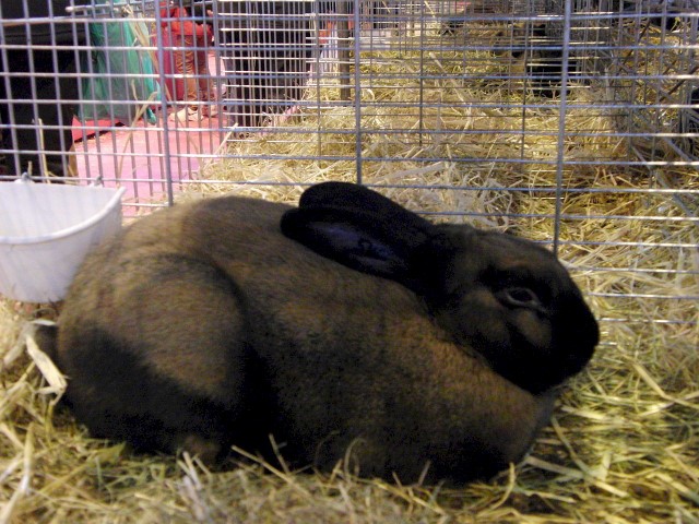 Thuringer Rabbits