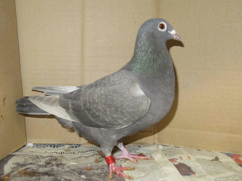 Photo Source: <a href=https://www.pigeontype.info/ target = _blank class = body>PigeonType.ino</a>
